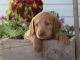 Labradoodle Puppies for sale in Spencerville, IN 46788, USA. price: NA