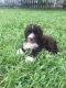 Labradoodle Puppies for sale in Pompano Beach, FL 33065, USA. price: NA