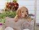 Labradoodle Puppies for sale in Spencerville, IN 46788, USA. price: NA