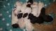 Labradoodle Puppies for sale in Virginia Beach, VA 23462, USA. price: NA