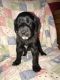 Labradoodle Puppies for sale in Boise, ID 83713, USA. price: NA