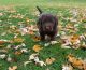 Labradoodle Puppies for sale in Wooster, OH 44691, USA. price: NA