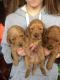 Labradoodle Puppies for sale in Columbia, SC, USA. price: NA