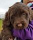 Labradoodle Puppies for sale in Wooster, OH 44691, USA. price: NA