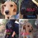 Labradoodle Puppies for sale in Desert Hot Springs, CA, USA. price: $1,000