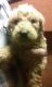 Labradoodle Puppies for sale in Ashtabula, OH 44004, USA. price: $600