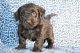 Labradoodle Puppies for sale in Newark, NJ, USA. price: NA