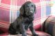 Labradoodle Puppies for sale in North Olmsted, OH, USA. price: NA