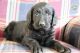 Labradoodle Puppies for sale in Cleveland, OH, USA. price: NA
