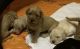 Labradoodle Puppies for sale in Greenville, SC, USA. price: NA