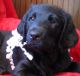 Labradoodle Puppies for sale in Warsaw, IN, USA. price: NA