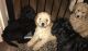 Labradoodle Puppies for sale in Los Andes St, Lake Forest, CA 92630, USA. price: NA