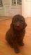 Labradoodle Puppies for sale in Benton, KY 42025, USA. price: NA