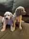 Labradoodle Puppies for sale in Eugene, OR, USA. price: NA
