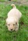 Labradoodle Puppies for sale in Alaska St, Staten Island, NY 10310, USA. price: NA