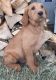 Labradoodle Puppies for sale in Sherrodsville, OH 44675, USA. price: $299