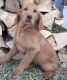 Labradoodle Puppies for sale in Sherrodsville, OH 44675, USA. price: $375