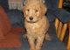 Labradoodle Puppies for sale in Beaverton, OR, USA. price: $600