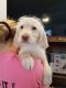 Labradoodle Puppies for sale in Menomonie, WI 54751, USA. price: NA