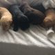 Labradoodle Puppies for sale in Florence, OR 97439, USA. price: $600