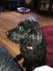 Labradoodle Puppies for sale in Mechanicsville, VA, USA. price: NA