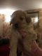 Labradoodle Puppies for sale in Pennsylvania Ave, Gibsonton, FL 33534, USA. price: NA