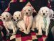 Labradoodle Puppies for sale in New York, NY, USA. price: NA