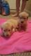 Labradoodle Puppies for sale in Cynthiana, KY 41031, USA. price: $400