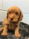 Labradoodle Puppies for sale in Chagrin Falls, OH 44022, USA. price: NA
