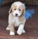 Labradoodle Puppies for sale in Nashua, NH 03062, USA. price: $650