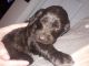 Labradoodle Puppies for sale in Mt Vernon, WA 98274, USA. price: NA