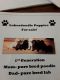 Labradoodle Puppies for sale in Gladstone, MO, USA. price: NA