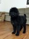 Labradoodle Puppies for sale in Dayton, OH, USA. price: NA