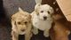 Labradoodle Puppies for sale in Mauston, WI 53948, USA. price: NA