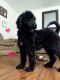Labradoodle Puppies for sale in Dayton, OH, USA. price: NA