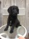 Labradoodle Puppies for sale in Beach City, OH 44608, USA. price: NA