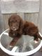 Labradoodle Puppies for sale in Beach City, OH 44608, USA. price: $850