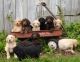 Labradoodle Puppies for sale in Jackson, MS, USA. price: NA