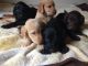 Labradoodle Puppies for sale in Florence, OR 97439, USA. price: $600