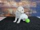 Labradoodle Puppies for sale in Florida City, FL, USA. price: NA