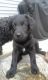 Labradoodle Puppies for sale in Brandon, WI 53919, USA. price: NA