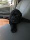 Labradoodle Puppies for sale in Metairie, LA 70001, USA. price: NA
