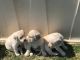 Labradoodle Puppies for sale in Weyers Cave, VA, USA. price: $875