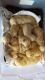 Labradoodle Puppies for sale in Jacksonville, FL, USA. price: NA