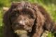 Labradoodle Puppies for sale in Westville, IN 46391, USA. price: $2,200