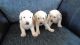 Labradoodle Puppies for sale in Colorado Springs, CO 80903, USA. price: $500