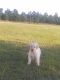 Labradoodle Puppies for sale in Conroe, TX 77303, USA. price: NA
