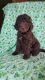 Labradoodle Puppies for sale in Fowlerville, MI 48836, USA. price: NA
