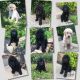 Labradoodle Puppies for sale in Arlington, TX, USA. price: $1,300