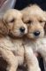 Labradoodle Puppies for sale in Colorado Springs, CO 80903, USA. price: NA